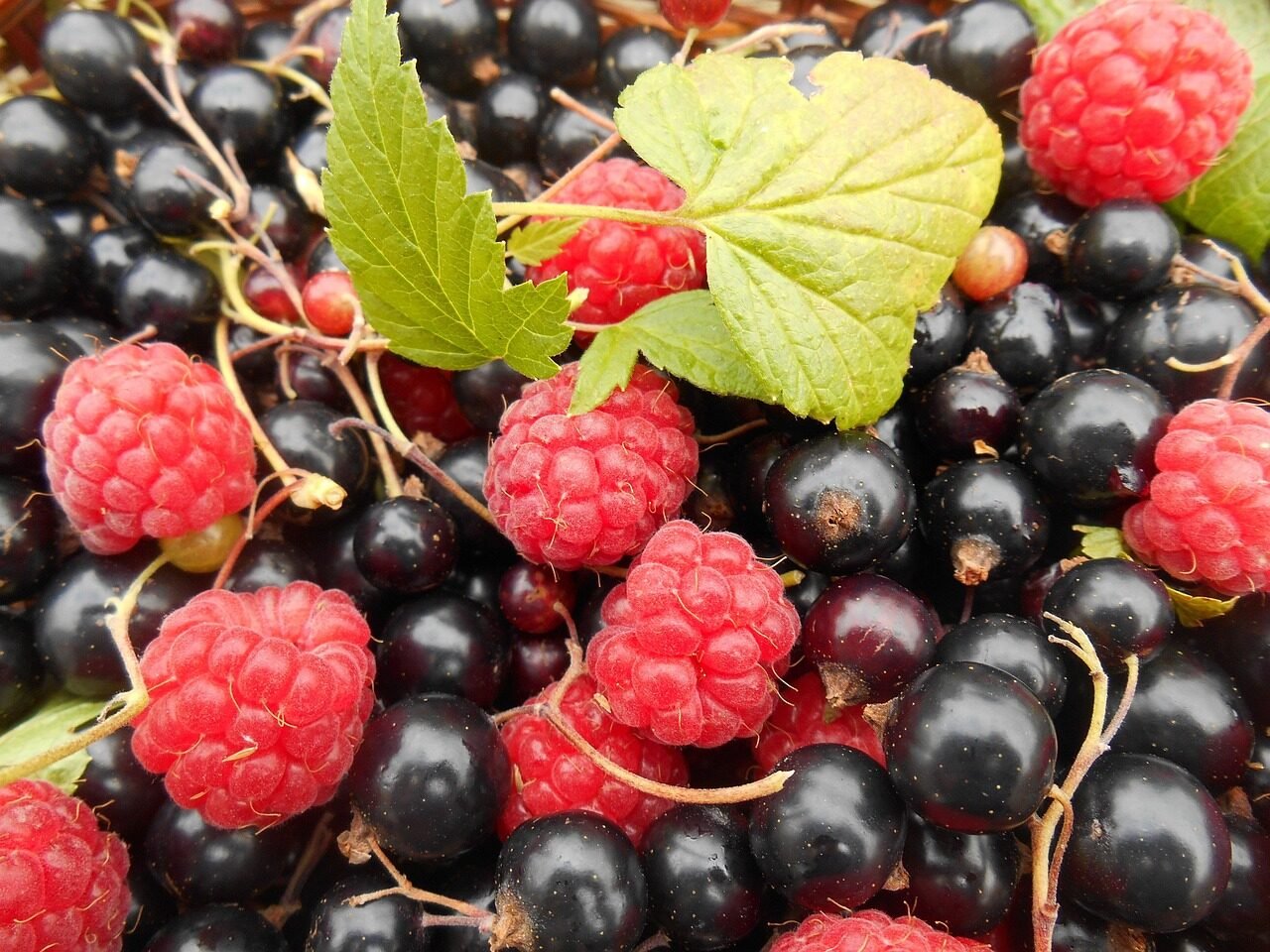 fruit, raspberries, blackcurrants, nature, raspberry, berry, summer fruits, summer, harvest, organic, natural, berries, ripe, red, delicious, currant, raw, leaf, gardening, garden, healthy, eating, leaves, picked